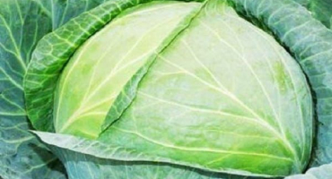 Popis odrůdy zelí kharkiv zima, vlastnosti pěstování a péče